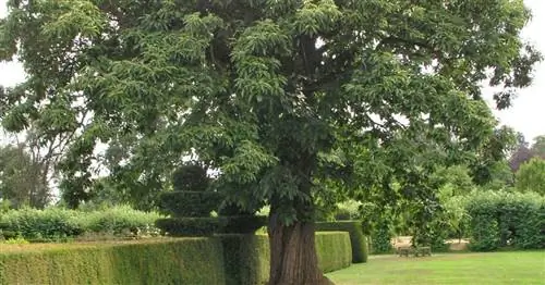 Знание растений: Глубокие корни