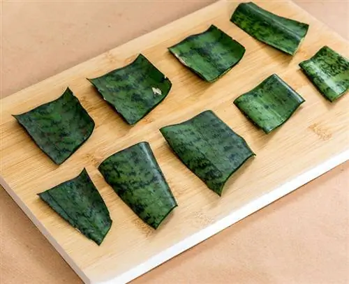 листовые черенки