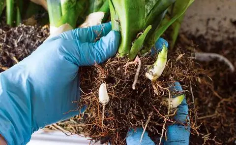 Возьмите черенки из лука конопли