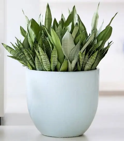 лук из конопли