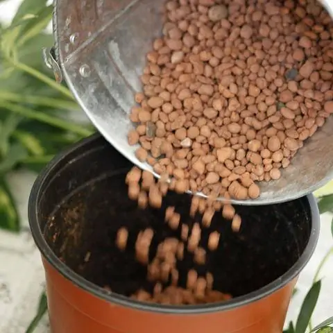 Керамзит служит дренажем в цветочном горшке