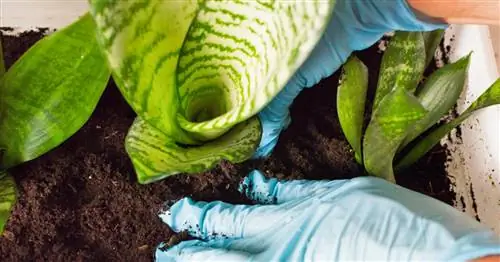 Вот как правильно пересаживать галстук-бабочку