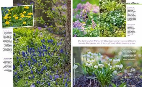 Выдержка: Маленькие дикие открывают родник