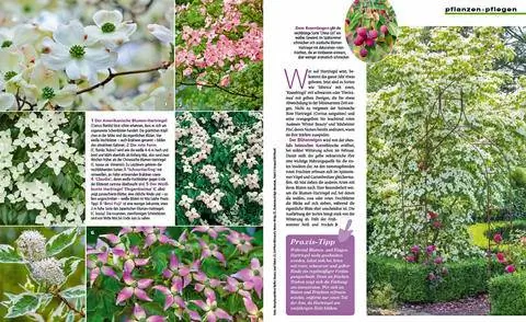 Выписка: Кизил многогранный: Какой самый красивый?