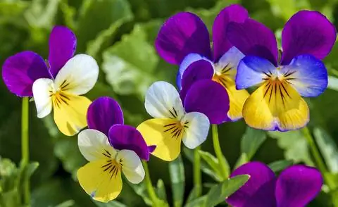 Дикие анютины глазки