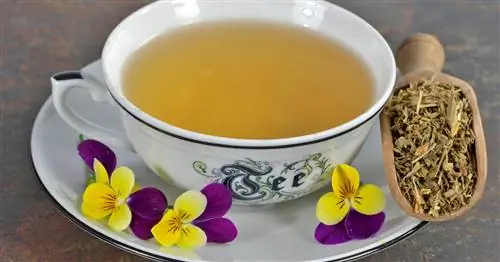 Чай с анютиными глазками: советы по применению и последствия