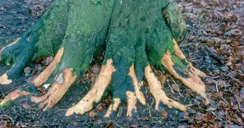 Выгул оленей: как защитить свои деревья