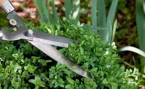 рубить самшит