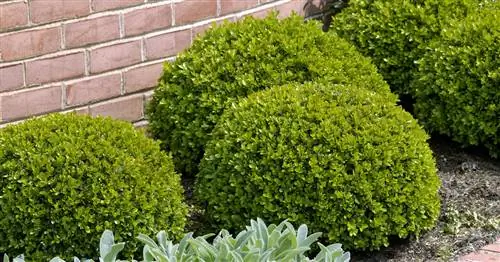 Самшит: Насколько он ядовит на самом деле?