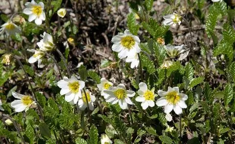 Авен садовый (Dryas x suendermannii)