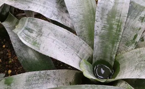 Листовая воронка бромелии