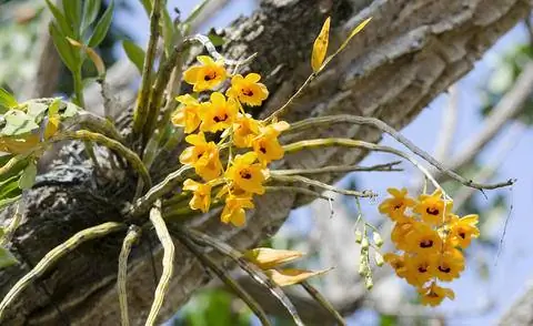 Орхидея Дендробиум относится к эпифитам.