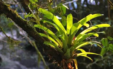 Бромелии колонизируют деревья как эпифиты.