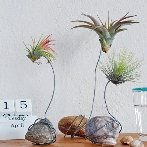 Выращивание тилландсии как воздушного растения