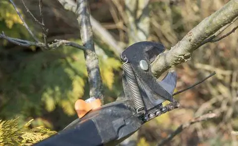 Обрезка ветки перед удалением живой изгороди