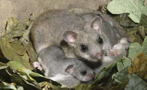 молодая соня в гнезде