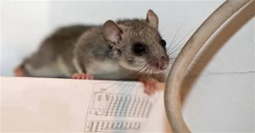 Прогнать соню: Это нужно учитывать