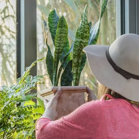 Луковой пеньке необходимо светлое, теплое место без сквозняков