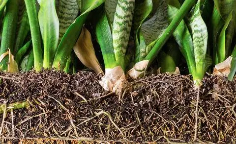 Луковая конопля любит слишком сухое, а не слишком влажное