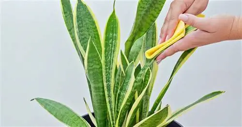 Уход за луковой коноплей: 5 советов экспертов