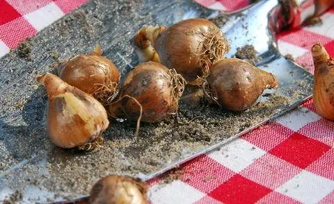 Луковицы подснежника