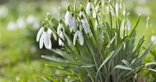 Подснежники такие ядовитые