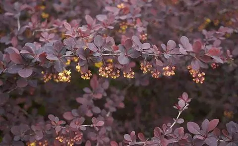 Живая изгородь из желтого цветущего барбариса