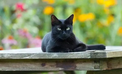 Черный кот лежит на деревянном столе