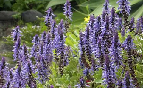 Пурпурное цветущее растение, вызывающее раздражение