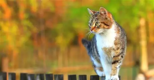 Защита вашего сада от кошек: 5 советов, как отпугнуть кошек