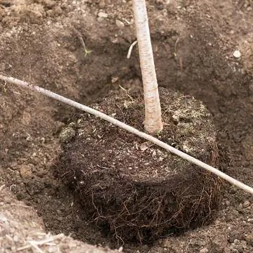 Посадочная яма для плодового дерева