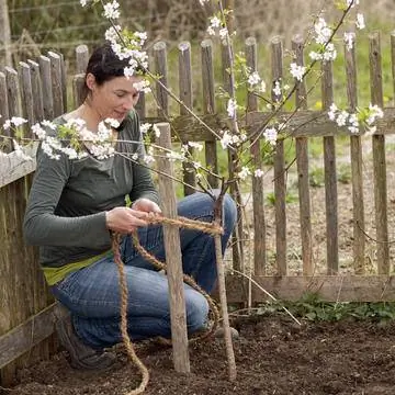 Подвяжите свежепосаженное фруктовое дерево