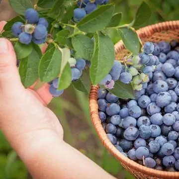 голубика, культурная голубика