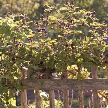 Ежевика для сада