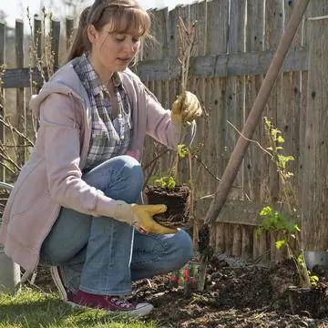 Осторожно отделите корневой ком от края контейнера.