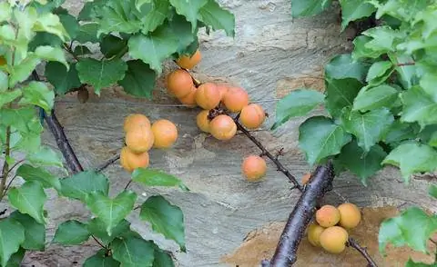 абрикосовая шпалера