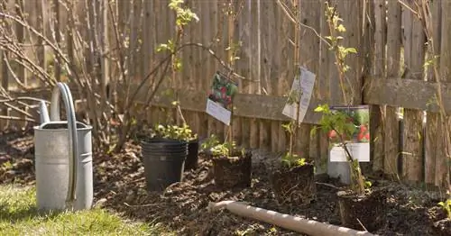 Как посадить фруктовый сад