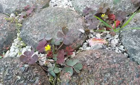 Асфальтированная площадка с щавелем