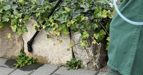 Средство от сорняков для брусчатки: разрешено или запрещено?