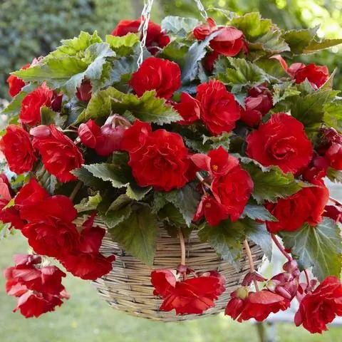 Бегония свисающая 'Giant Pendula Scarlet'