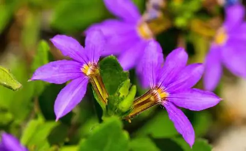 Синий веерный цветок с лепестками, расположенными в форме веера