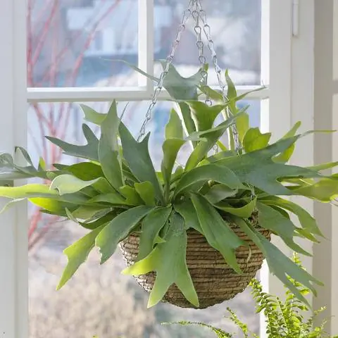 Пантовый папоротник как светофорное растение