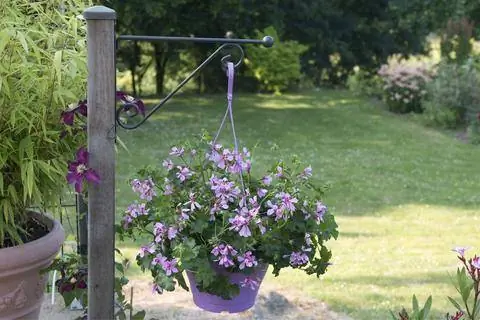 свисающая герань