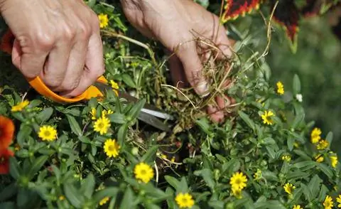 Почистить гусарские пуговицы