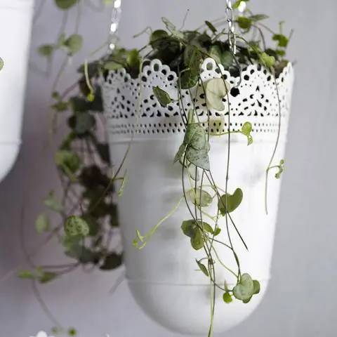 Цветок подсвечника светофора