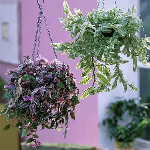 Сорняк зебры (Tradescantia zebrina) сортов «Радужный холм» (слева) и «Айвори Хилл»