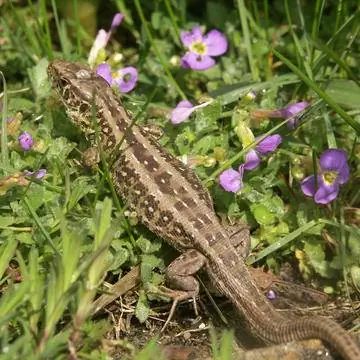 прыткая ящерица