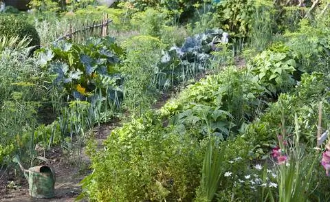 Красочный огород со смешанными культурами