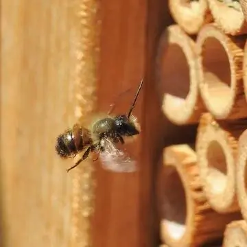 Пчела-каменщик летит на помощь гнездовьям