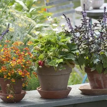 Горшки с травами и клубникой